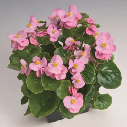 Begonie Super Olympia Pink F1 - Begonia semperflorens - semena begónie - 12 ks