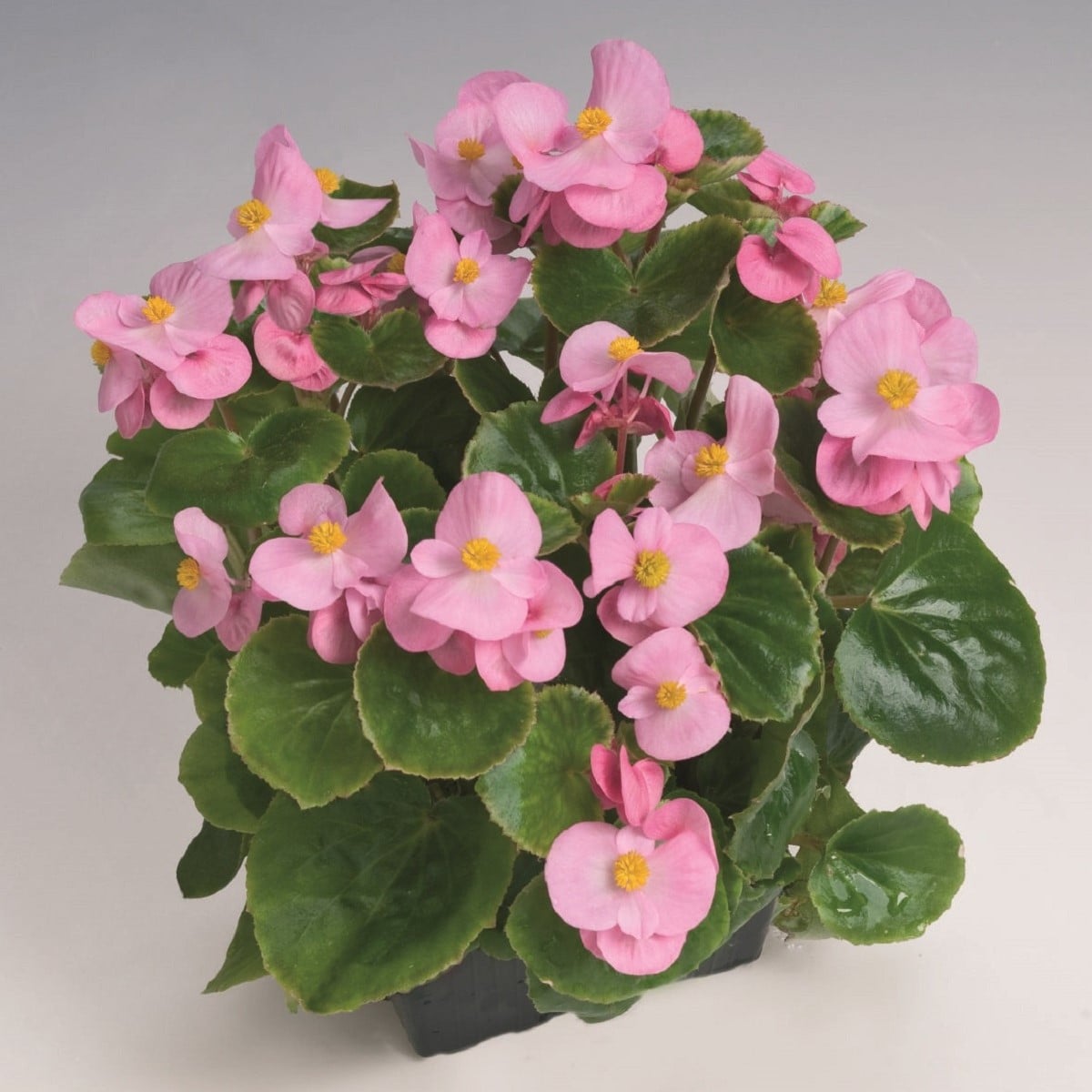 Begonie Super Olympia Pink F1 - Begonia semperflorens - semena begónie - 12 ks