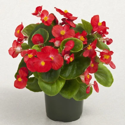 Begonie Super Olympia červená F1 - Begonia semperflorens - semena begónie - 12 ks