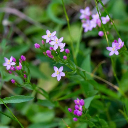 Zeměžluč okolíkatá - Centaurium erythraea - semena zeměžluče - 0,01 g