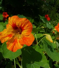 BIO Kapucínka Nasturtium - Tropaeolum majus odor. - bio semena lichořeřišnice - 10 ks