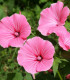 BIO Slézovec růžový - Lavatera trimestris - bio semena slézovce - 40 ks