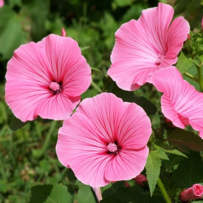 BIO Slézovec růžový - Lavatera trimestris - bio semena slézovce - 40 ks