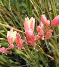 Juka červená - Hesperaloe parviflora - semena juky - 6 ks