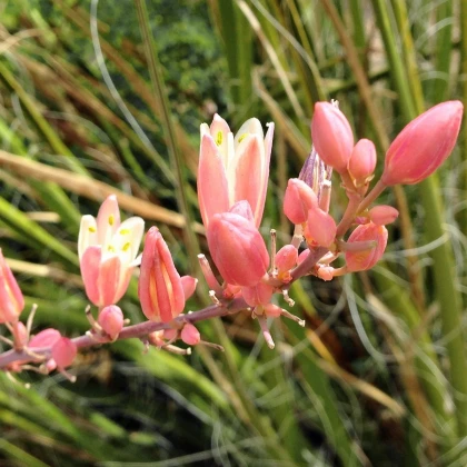 Juka červená - Hesperaloe parviflora - semena juky - 6 ks