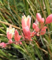 Juka červená - Hesperaloe parviflora - semena juky - 6 ks