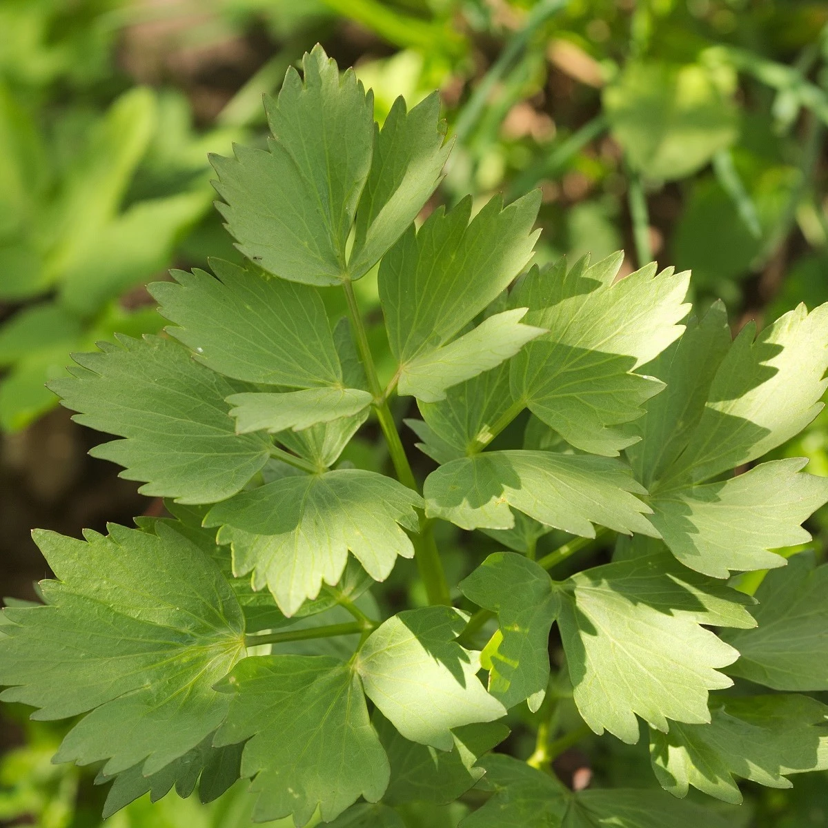 Libeček lékařský - Levisticum officinale - semena libečku - 115 ks