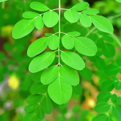 Moringa olejodárná - Moringa oleifera - semena moringy - 4 ks