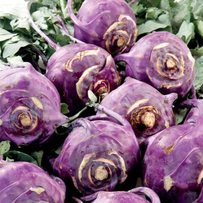 Kedluben raný modrý Blankyt - Brassica oleracea - semena kedlubnu - 50 ks