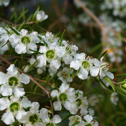 Tea tree - Leptospermum rotundifolium - semena tea tree - 30 ks