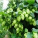 Chmel japonský - Humulus japonicus - semena chmelu - 7 ks