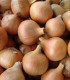 Cibule jarní kuchyňská Všetana - Allium cepa - semena cibule - 200 ks