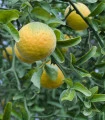 Citronečník trojlistý - Citrus trifoliata - semena citronečníku - 4 ks