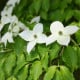 Dřín japonský - Cornus kousa - semena dřínu - 12 ks