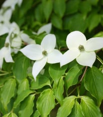 Dřín japonský - Cornus kousa - semena dřínu - 12 ks