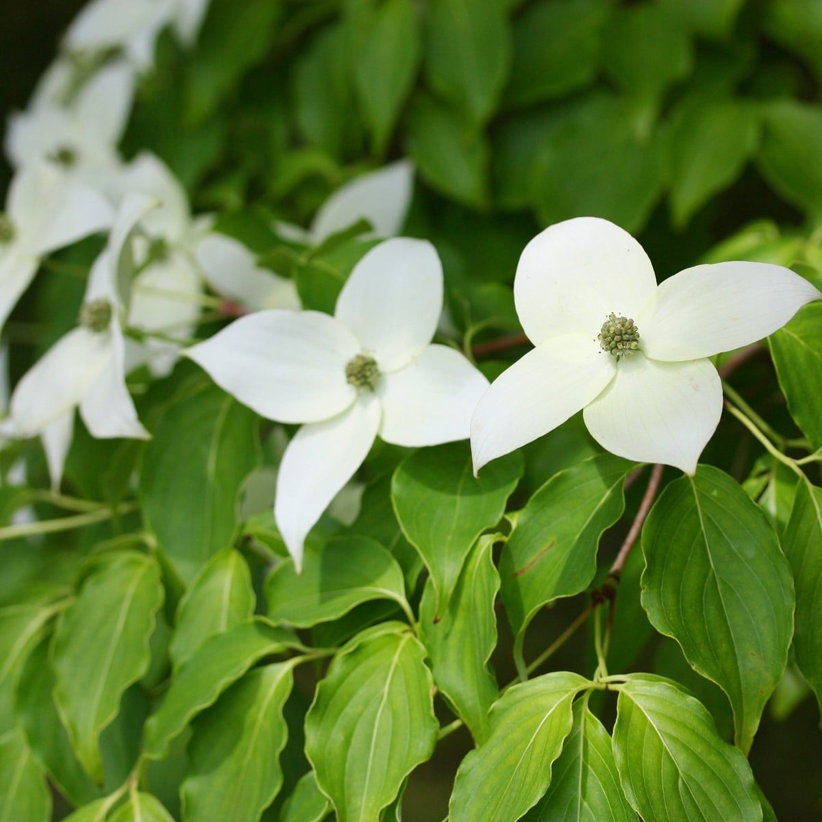 Dřín japonský - Cornus kousa - semena dřínu - 12 ks