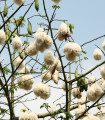 Vlnovec pětimužný - Ceiba pentandra - semena vlnovce - 10 ks