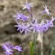 Česneková tráva - Tulbaghia violacea - semena česnekové trávy - 5 ks