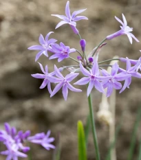 Česneková tráva - Tulbaghia violacea - semena česnekové trávy - 5 ks
