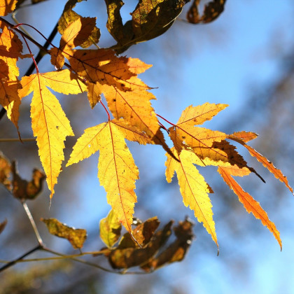Javor ohnivý - Acer ginnala - semena ohnivého stromu - 5 ks
