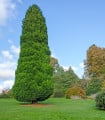 Cypřišek Lawsonův - Chamaecyparis lawsoniana - semena cypřišku - 10 ks