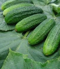 Okurka partenokarpická Partner - Cucumis sativus - semena okurky - 50 ks