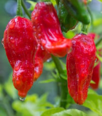Chilli Bhut Jolokia - Capsicum chinense - semena chilli - 10 ks