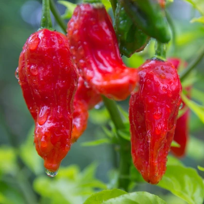 Chilli Bhut Jolokia - Capsicum chinense - semena chilli - 10 ks