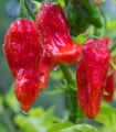 Chilli Bhut Jolokia - Capsicum chinense - semena chilli - 10 ks