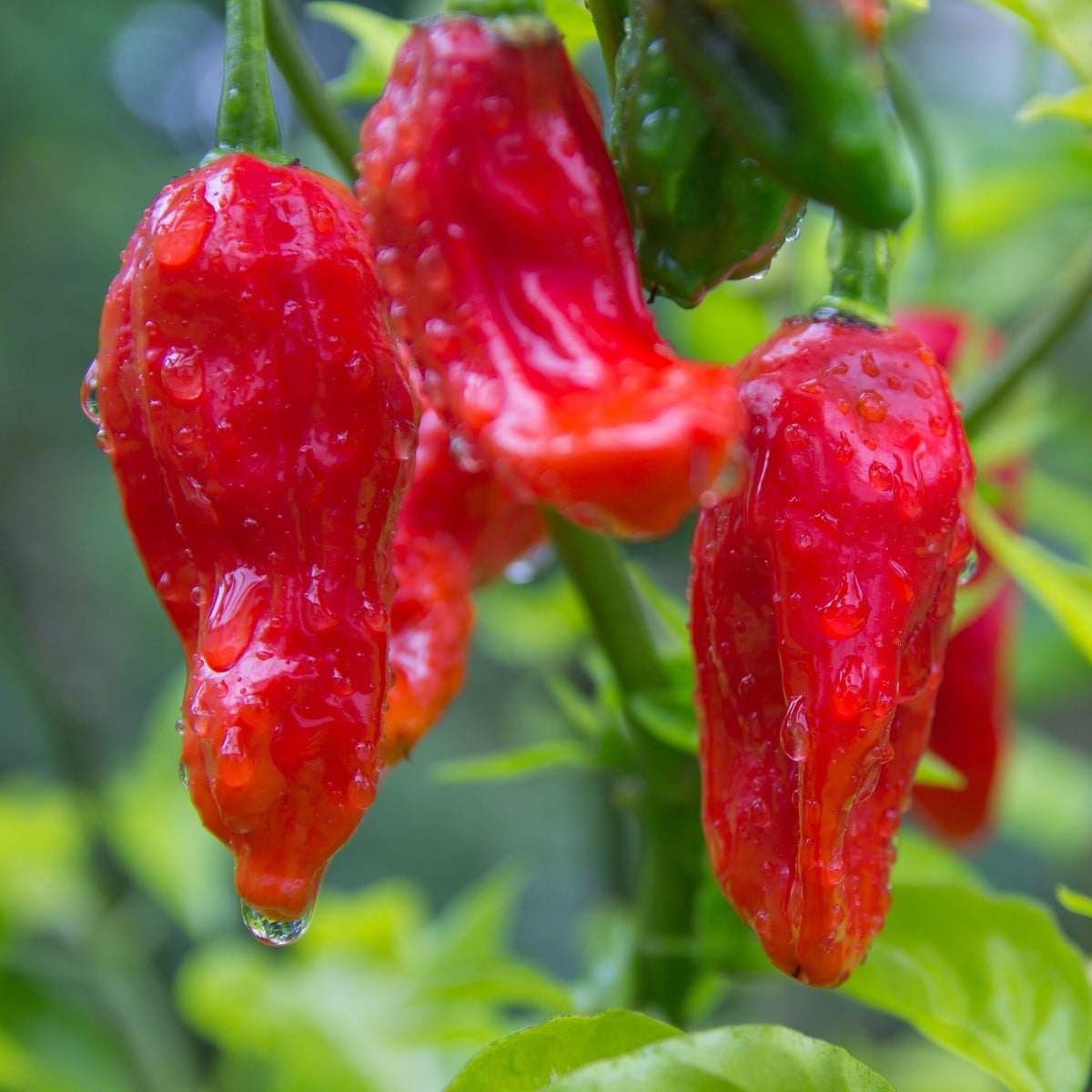 Chilli Bhut Jolokia - Capsicum chinense - semena chilli - 10 ks