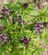 Bazalka thajská - Ocimum basilicum var. thyrsiflora - semena bazalky - 50 ks