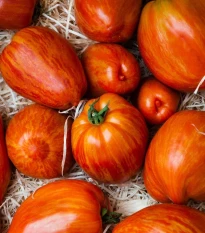 Rajče Tigerella - Solanum lycopersicum - semena rajčete - 6 ks