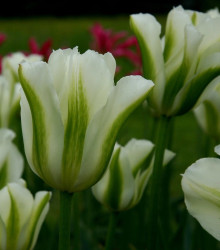 Tulipán Spring Green - Tulipa Spring Green - cibuloviny - 3 ks