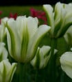 Tulipán Spring Green - Tulipa - cibule tulipánu - 3 ks