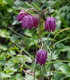 Řebčík kostkovaný - Fritillaria meleagris - cibule řebčíku - 3 ks