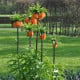 Řebčík královský Aurora - Fritillaria imperialis - cibule řebčíku - 1 ks