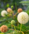 Divoká mimóza - Leucaena leucocephala - semena mimózy - 7 ks