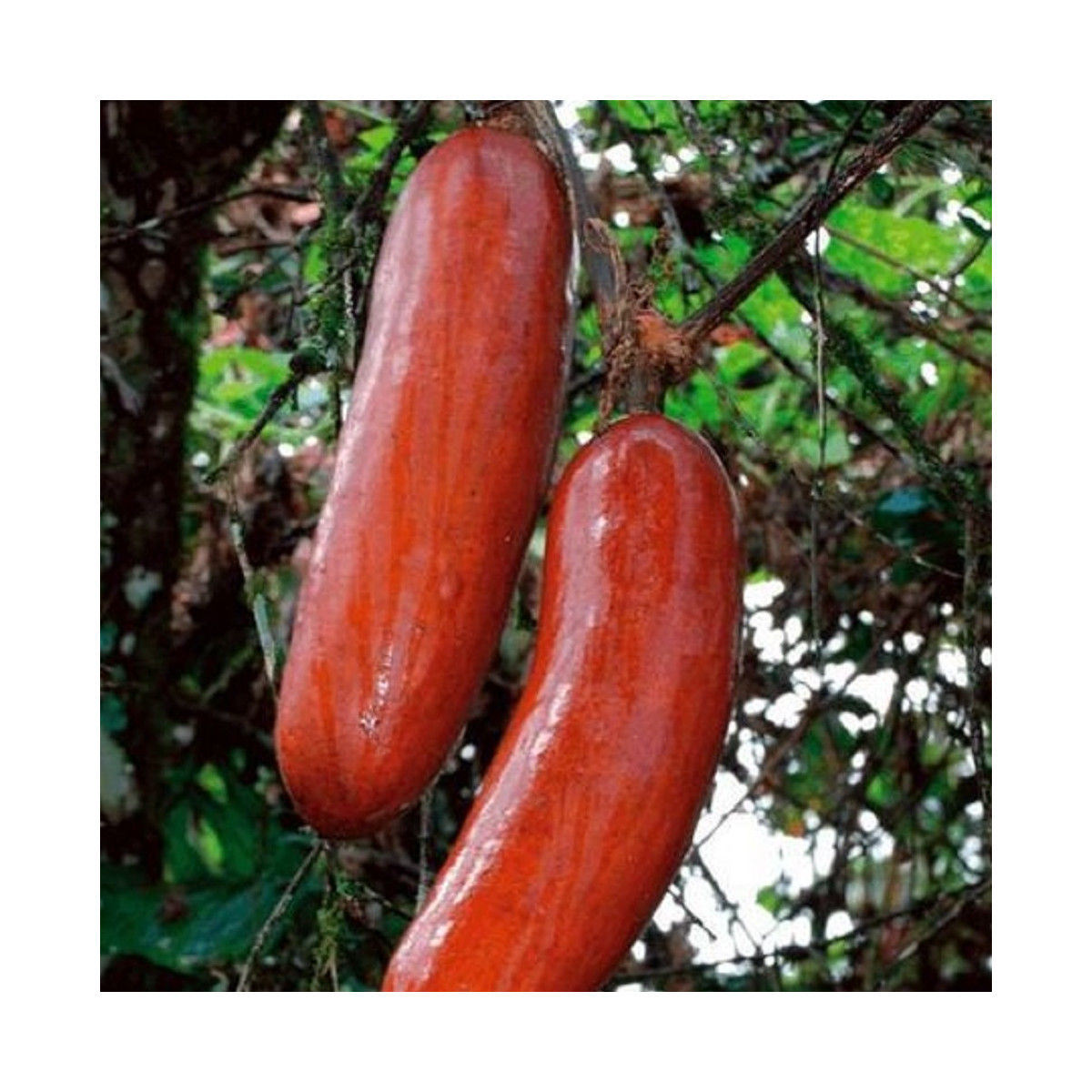 Muškátová okurka - Sicana odorifera - semena okurky - 6 ks