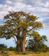 Baobab africký - Adansonia digitata - semena baobabu - 3 ks
