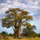 Baobab africký - Adansonia digitata - semena baobabu - 6 ks