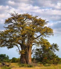 Baobab africký - Adansonia digitata - semena baobabu - 6 ks