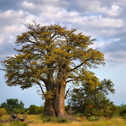 Baobab africký - Adansonia digitata - semena baobabu - 6 ks