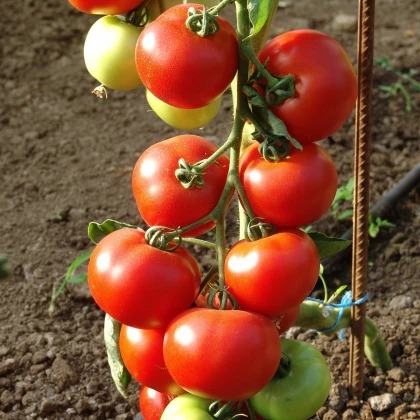 Rajče Dafne F1 - Solanum lycopersicum - semena rajčete - 12 ks