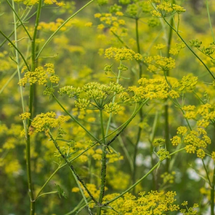 Kopr Tetra - Anethum graveolens - semena kopru - 200 ks