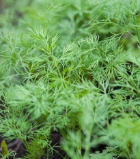 Kopr vonný Ceres - Anethum graveolens - semena kopru - 200 ks