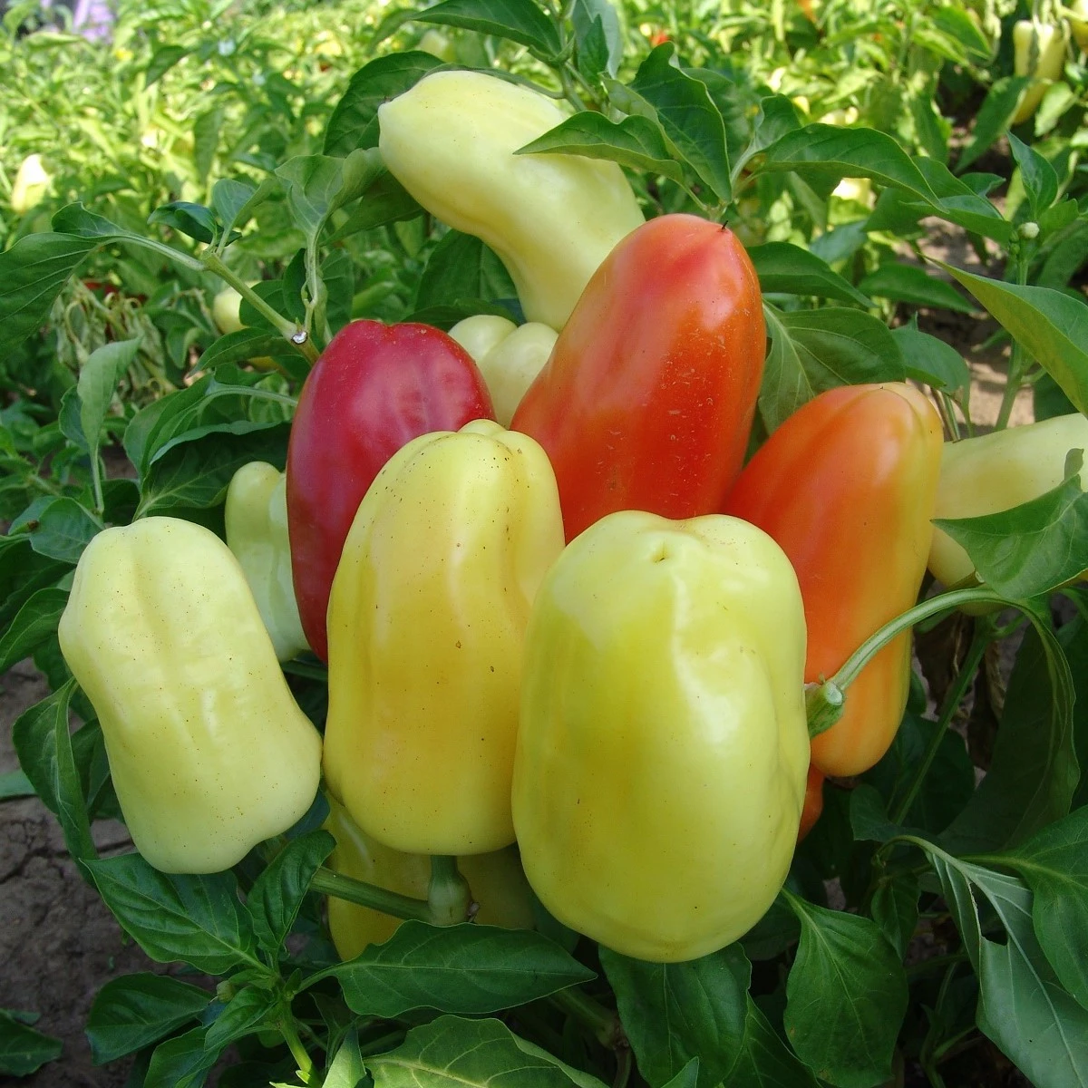 Paprika Boneta - Capsicum annuum - semena papriky - 20 ks