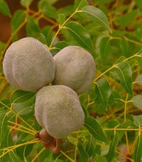 Mahagon - Swietenia mahagoni - semena mahagonu - 15 ks