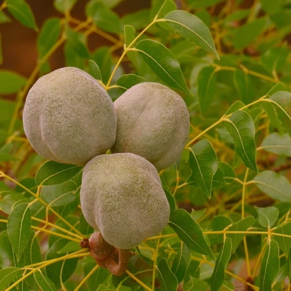 Mahagon - Swietenia mahagoni - semena mahagonu - 15 ks