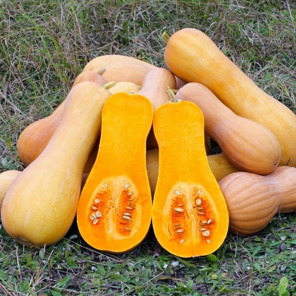 Tykev muškátová Butterscotch PMT F1 - Cucurbita moschata - semena tykve - 5 ks