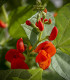Hrachor Roma Scarlet - Lathyrus odoratus - semena hrachoru - 15 ks